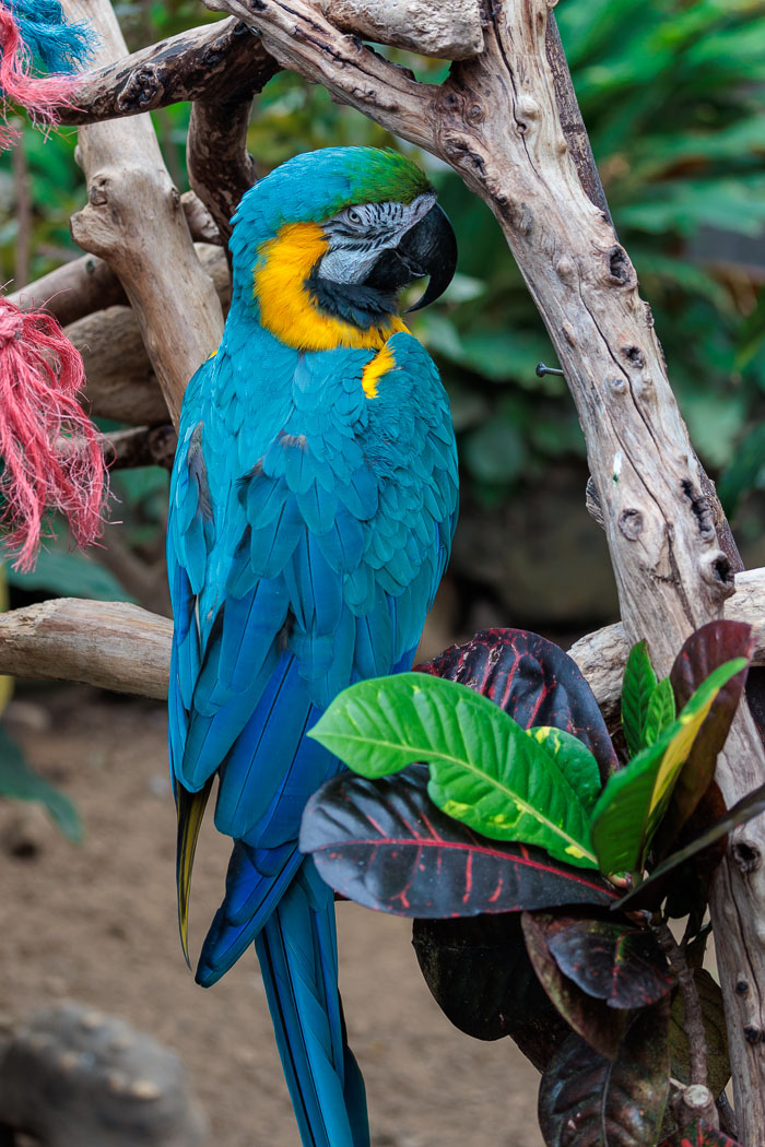 Victoria Butterfly Gardens