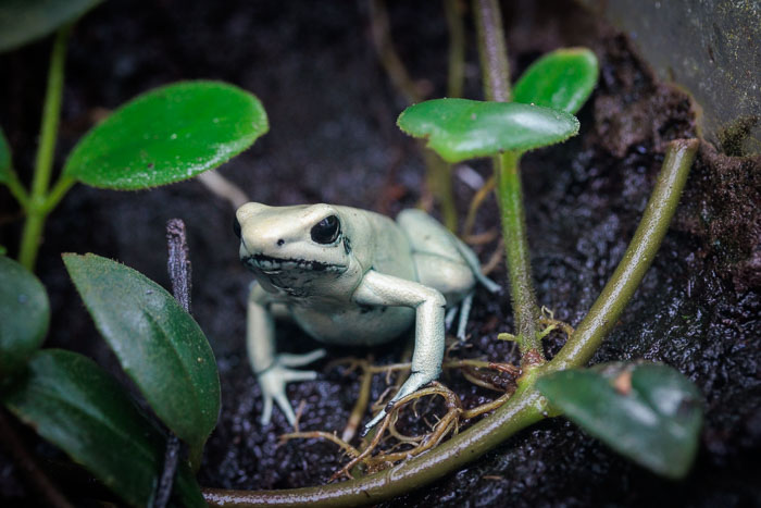 Victoria Butterfly Gardens
