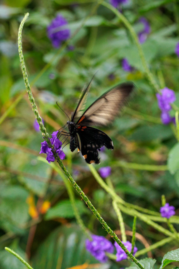 Victoria Butterfly Gardens