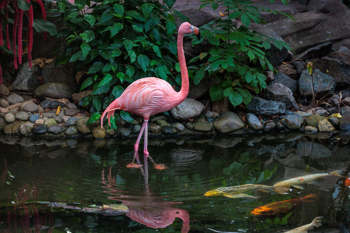 Victoria Butterfly Gardens