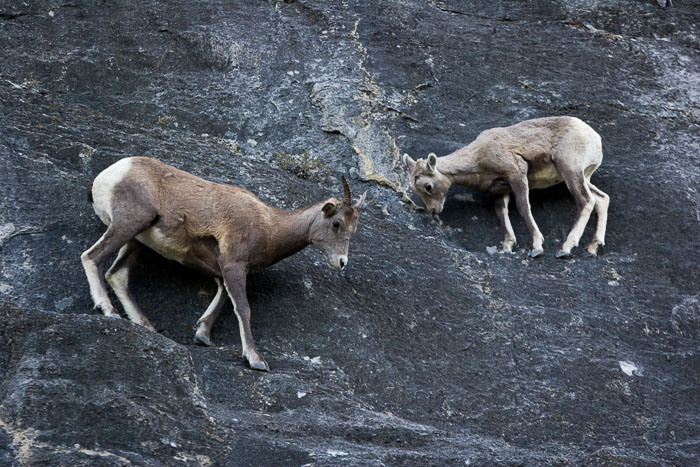 Fauna