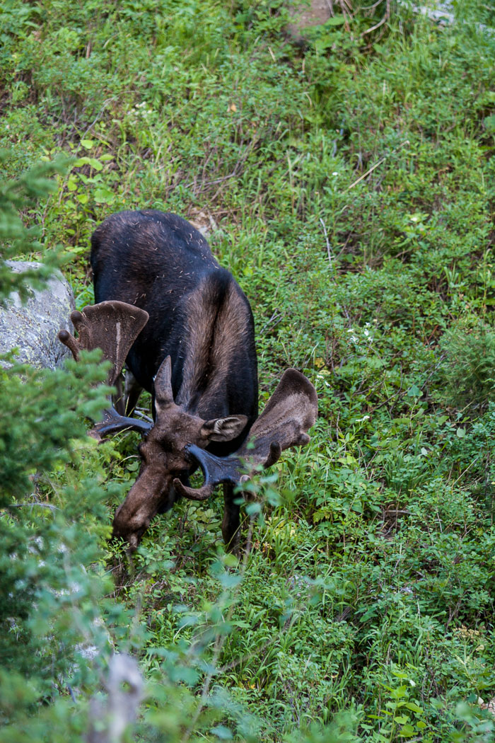 Fauna